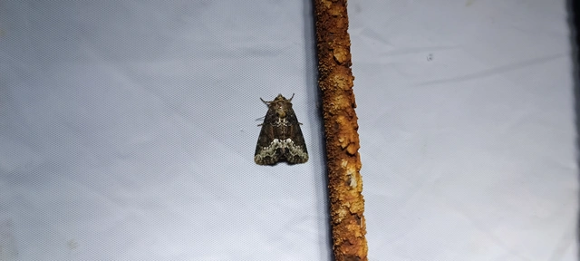 Oligia strigilis - kormos dudvabagoly