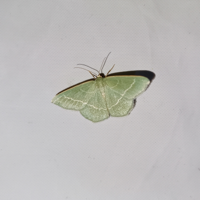 Chlorissa viridata - üdezöld araszoló
