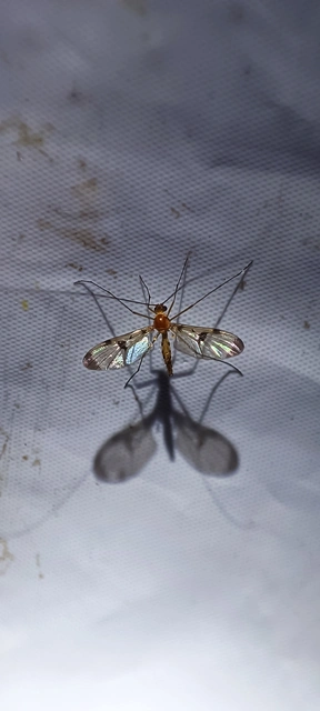 Diptera - Kétszárnyúak