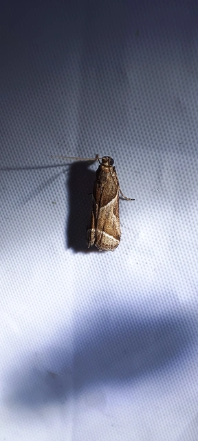 Nyctegretis lineana - agátszínű karcsúmoly
