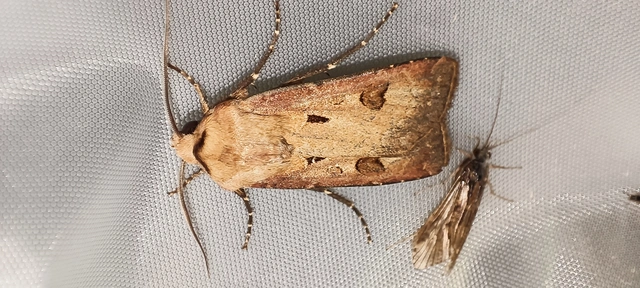 Agrotis exclamationis - felkiáltójeles földibagoly