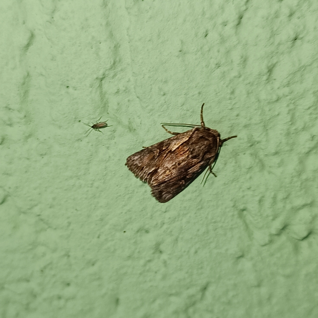 Chloantha hyperici - orbáncfű-sugarasbagoly