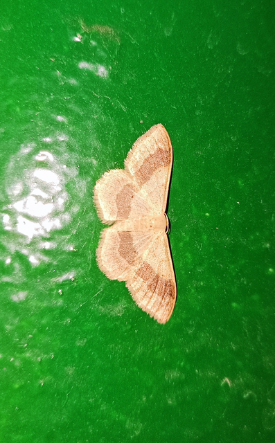 Idaea aversata - nagy sávosaraszoló