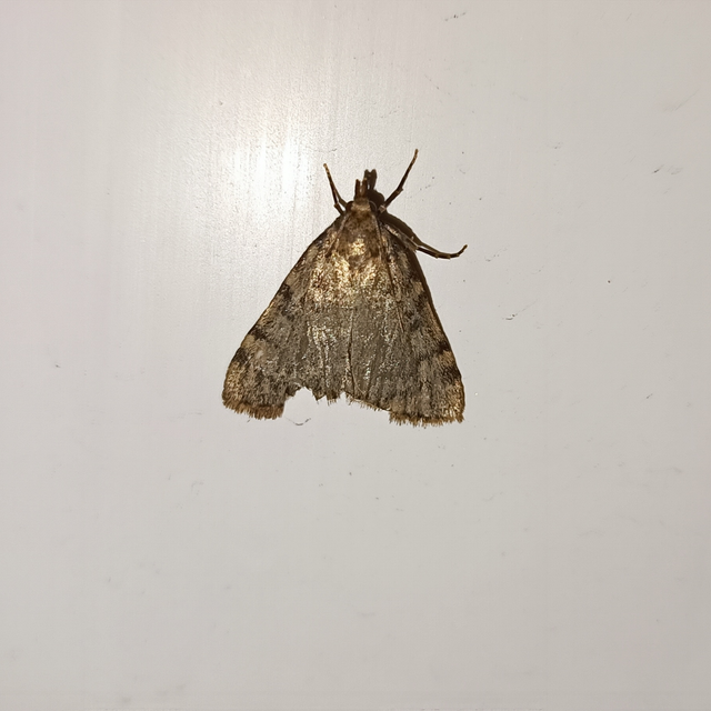 Aglossa pinguinalis - zsiradékmoly
