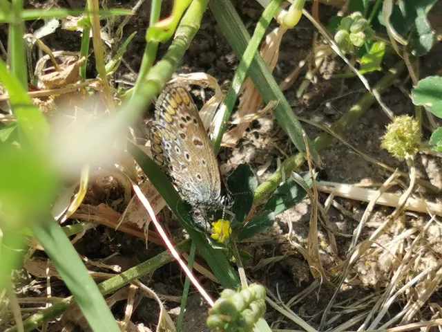 Polyommatus icarus - közönséges boglárka