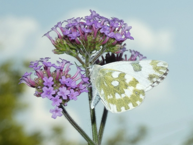 Pontia edusa - rezedalepke