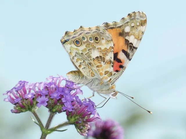 Vanessa cardui - bogáncslepke
