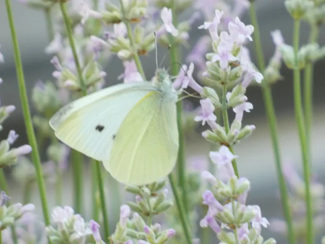 Pieris rapae - répalepke