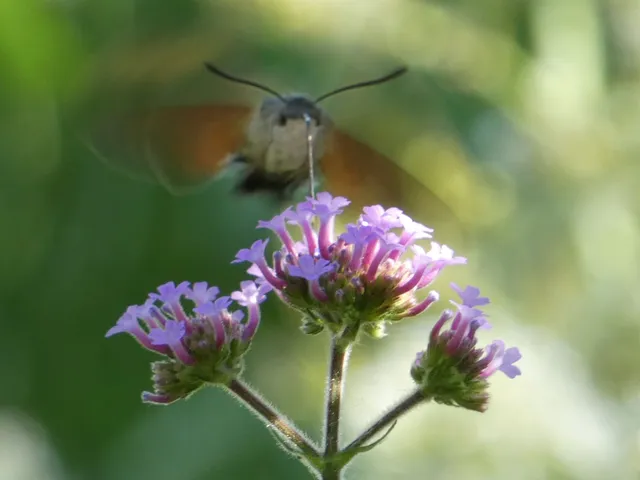 Macroglossum stellatarum - kacsafarkú szender
