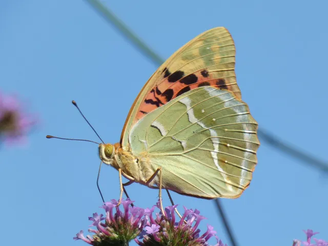 Argynnis pandora - zöldes gyöngyházlepke