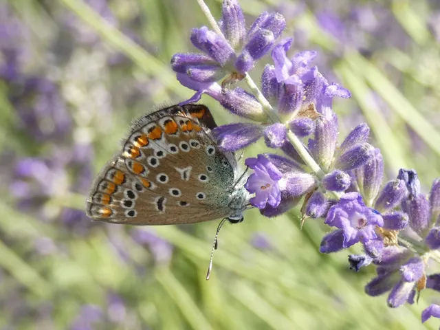 Polyommatus icarus - közönséges boglárka