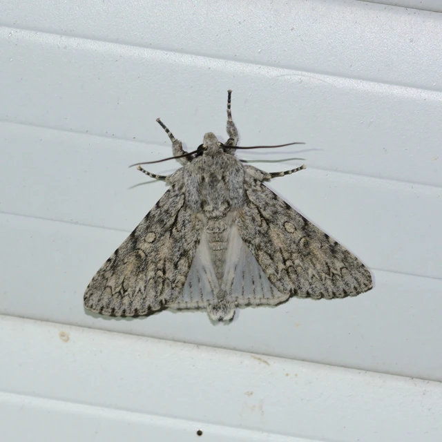 Acronicta aceris - vadgesztenye-szigonyosbagoly