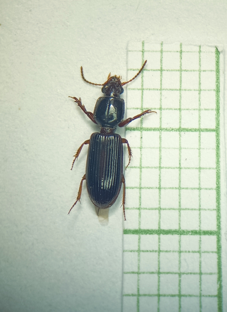 Coleoptera - Bogarak
