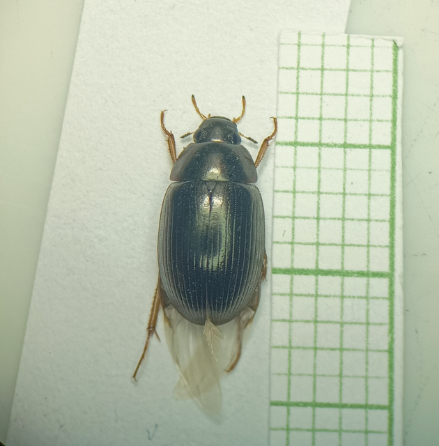 Coleoptera - Bogarak
