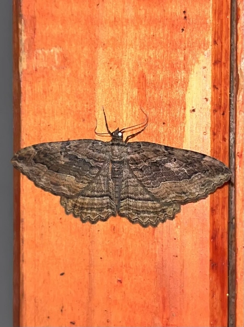 Philereme transversata - varjútövis-araszoló