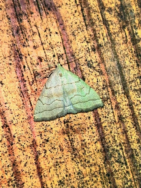 Herminia tarsicrinalis - szőröslábú karcsúbagoly