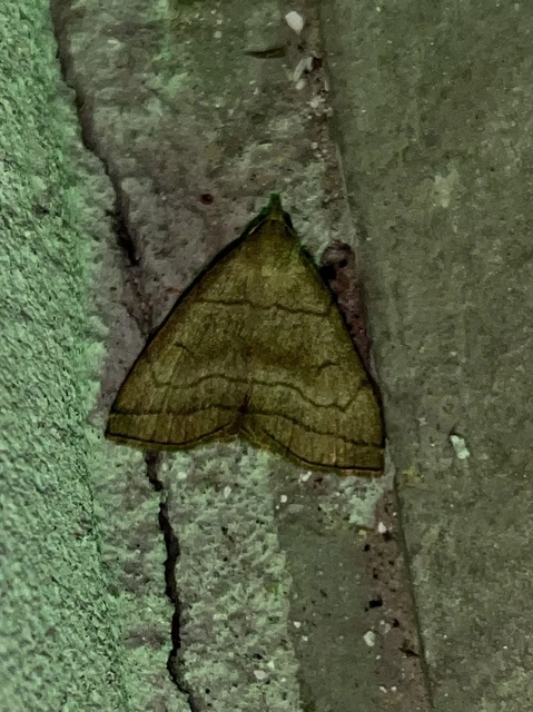 Herminia tarsicrinalis - szőröslábú karcsúbagoly
