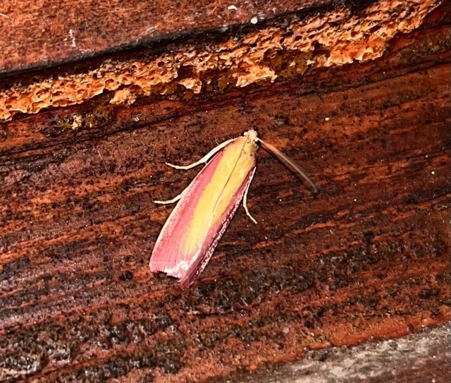 Oncocera semirubella - lucernamoly