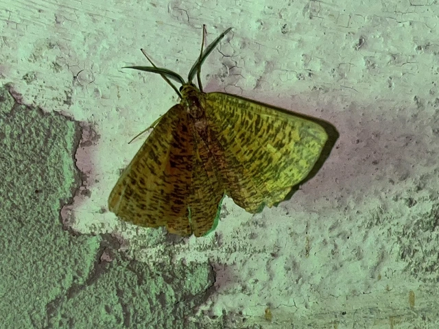 Angerona prunaria - sárga kökényaraszoló