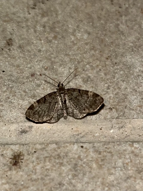 Pasiphila chloerata - hamvas törpearaszoló