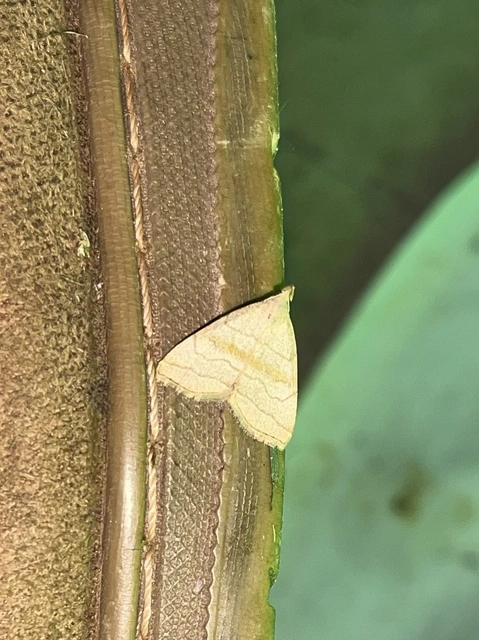 Herminia tarsicrinalis - szőröslábú karcsúbagoly