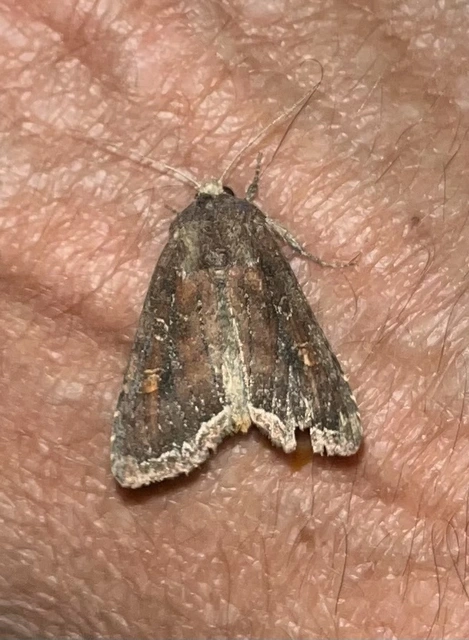 Lacanobia oleracea - saláta-kertibagoly
