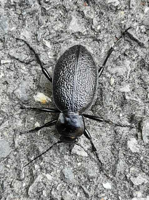 Carabus coriaceus - bőrfutrinka