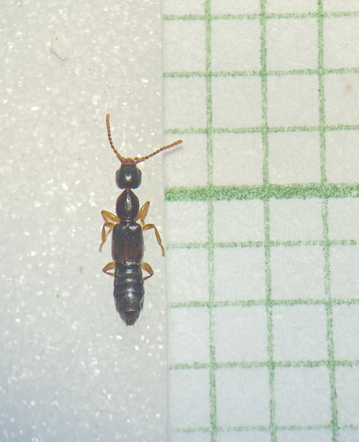Scopaeus laevigatus - közönséges turzásholyva