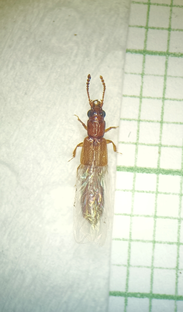 Planeustomus heydeni