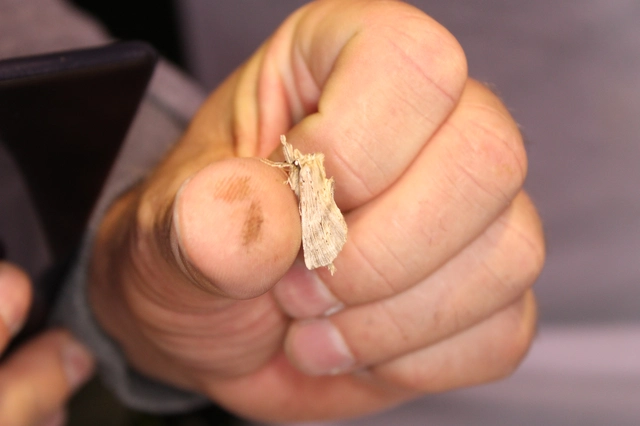 Pterostoma palpina - csőrös púposszövő