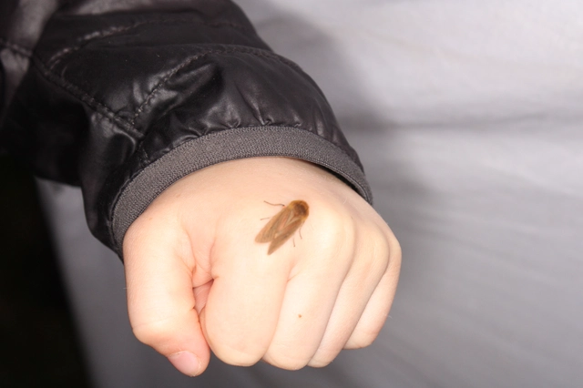 Phragmatobia fuliginosa - füstös medvelepke