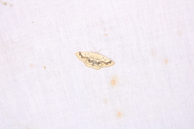 Cyclophora annularia - gyűrűs pettyesaraszoló