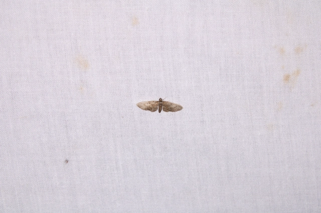 Eupithecia dodoneata - tölgy-törpearaszoló