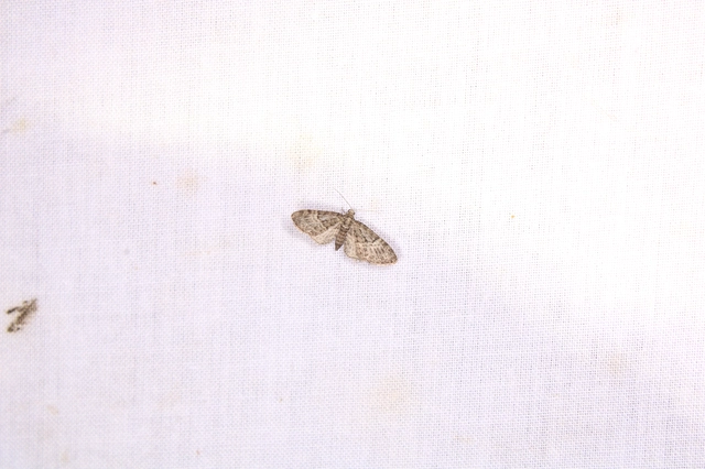 Eupithecia dodoneata - tölgy-törpearaszoló