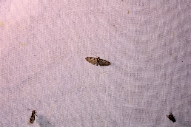 Eupithecia insigniata - hálózatos törpearaszoló