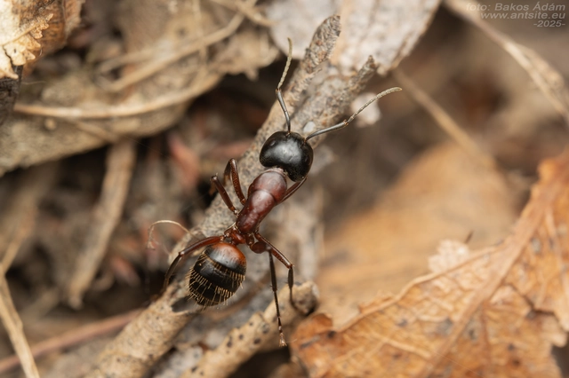 Camponotus ligniperda - faodvasító lóhangya