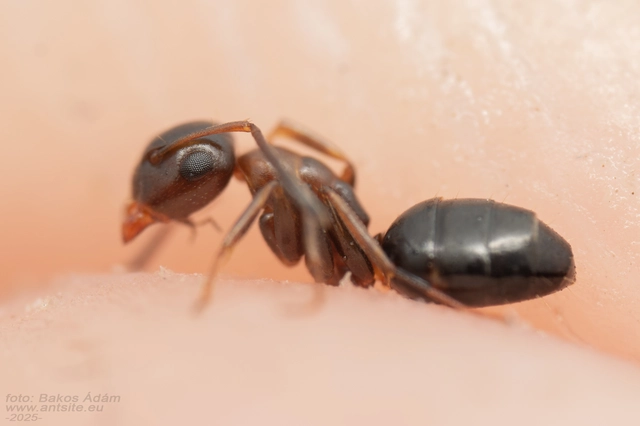 Colobopsis truncata - kapushangya