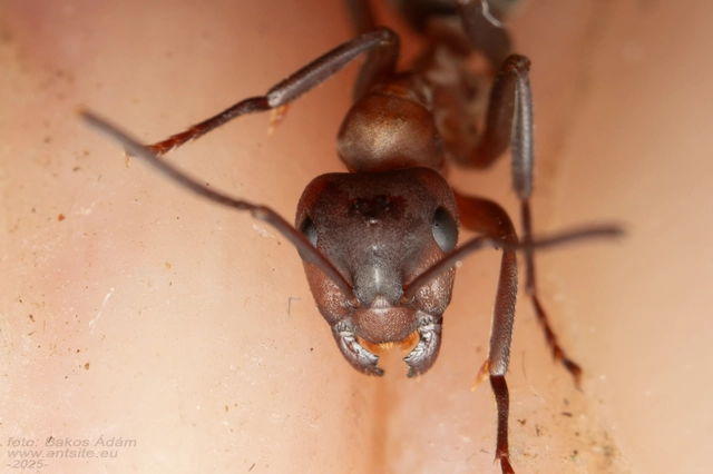 Formica sanguinea - vérvörös rablóhangya