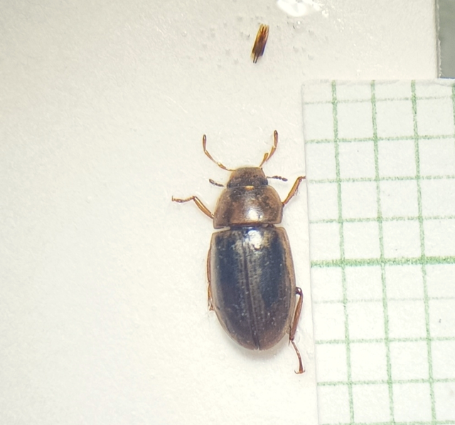 Coleoptera - Bogarak