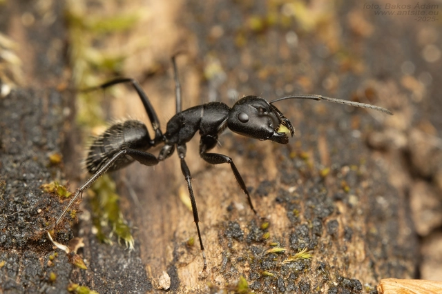 Camponotus vagus - fekete lóhangya