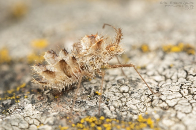 Phyllomorpha laciniata - lándzsás karimáspoloska