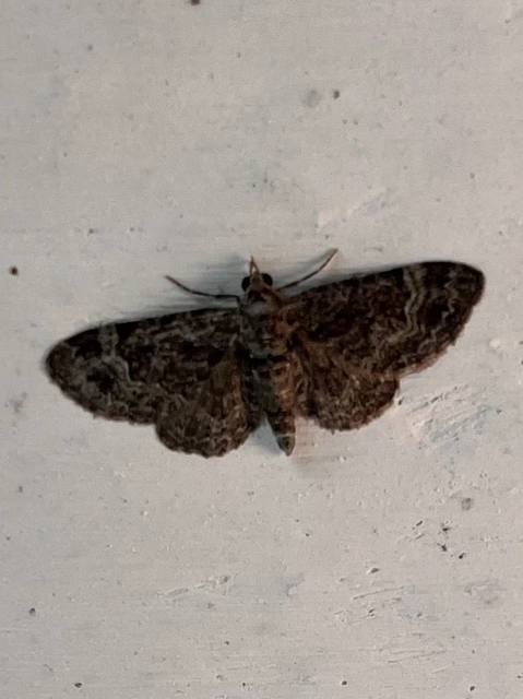 Pasiphila rectangulata - almavirág-araszoló
