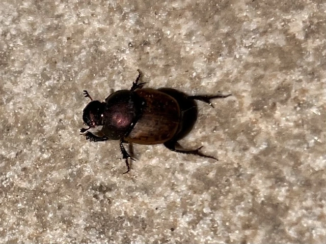 Onthophagus coenobita - rezes trágyatúró