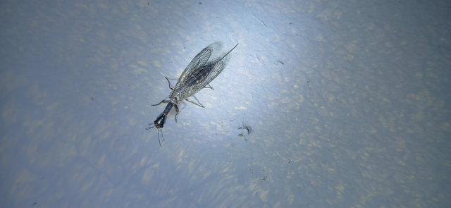Raphidioptera - Tevenyakú-fátyolkák