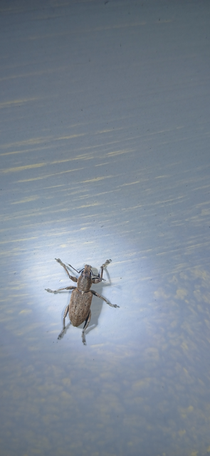Tanymecus palliatus - közönséges hegyesfarúbarkó