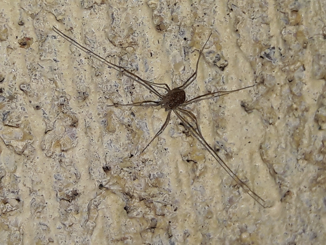 Opiliones - Kaszáspókok