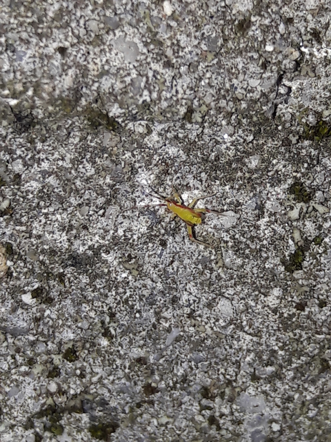 Campyloneura virgula Campyloneura virgula