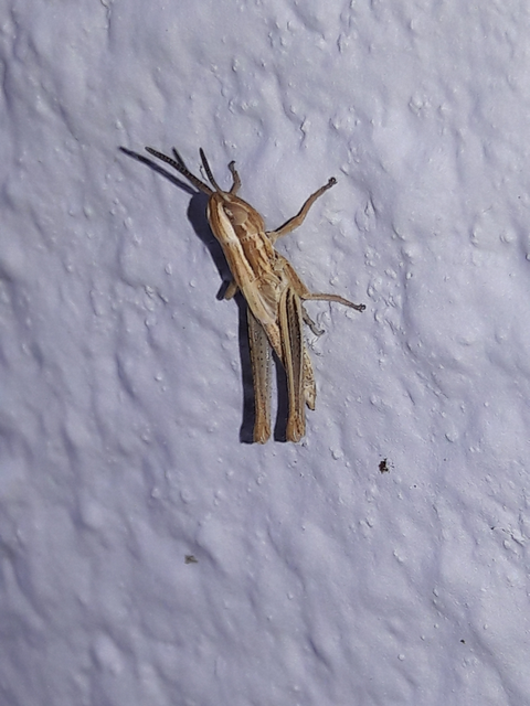 Euchorthippus