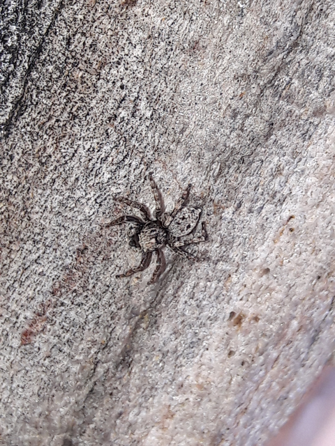 Salticidae - ugrópókok