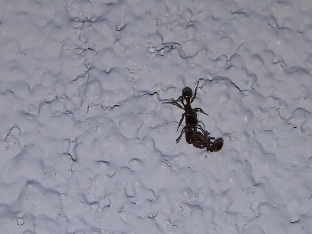 Tetramorium
